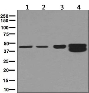 Western blot - Anti-HMBS/PBGD antibody [EPR8105] (AB129092)
