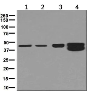 Western blot - Anti-HMBS/PBGD antibody [EPR8105] (AB129092)
