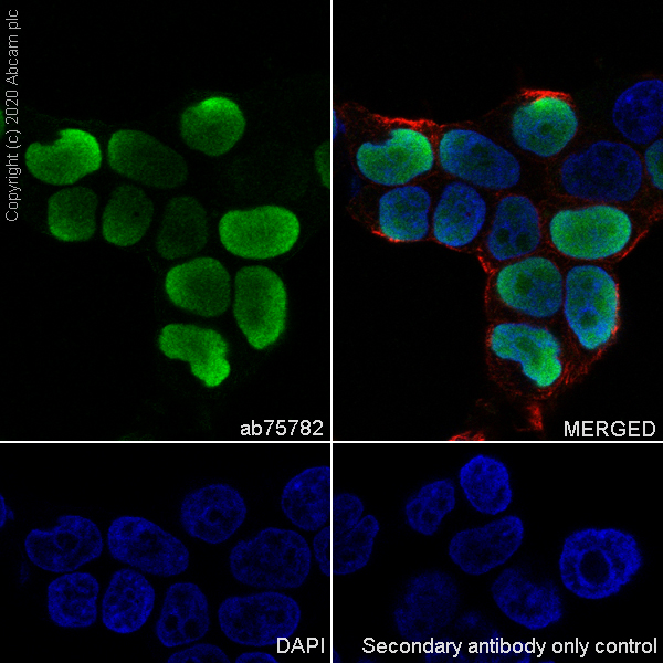 Immunocytochemistry/ Immunofluorescence - Anti-HMG4 antibody [EP2839Y] (AB75782), expandable thumbnail