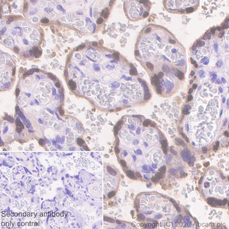Immunohistochemistry (Formalin/PFA-fixed paraffin-embedded sections) - Anti-HMG4 antibody [EP2839Y] (AB75782), expandable thumbnail