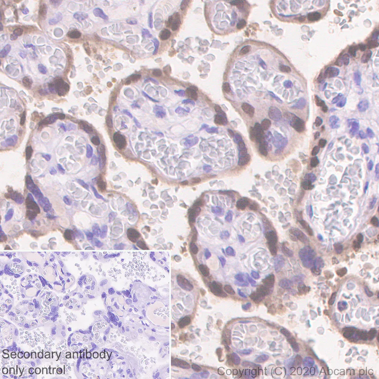 Immunohistochemistry (Formalin/PFA-fixed paraffin-embedded sections) - Anti-HMG4 antibody [EP2839Y] (AB75782)