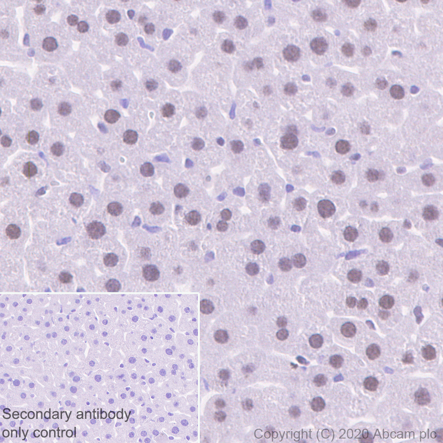 Immunohistochemistry (Formalin/PFA-fixed paraffin-embedded sections) - Anti-HMG4 antibody [EP2839Y] (ab75782), expandable thumbnail