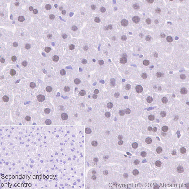 Immunohistochemistry (Formalin/PFA-fixed paraffin-embedded sections) - Anti-HMG4 antibody [EP2839Y] (AB75782)