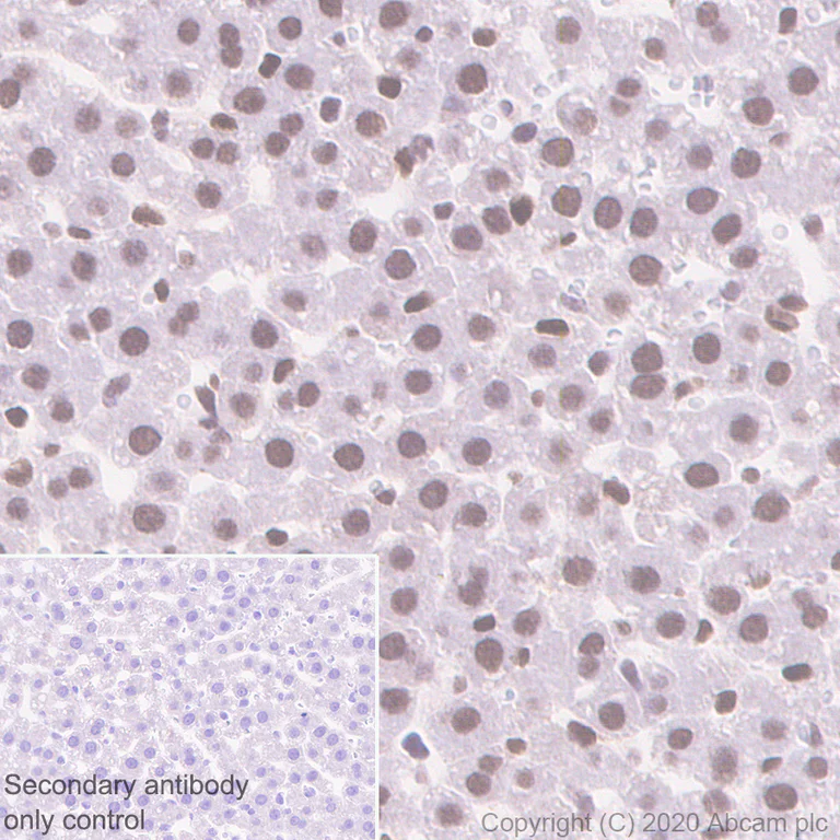 Immunohistochemistry (Formalin/PFA-fixed paraffin-embedded sections) - Anti-HMG4 antibody [EP2839Y] (AB75782)