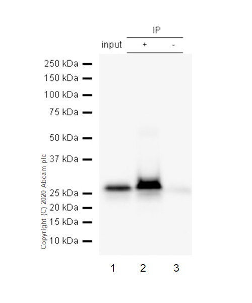 Immunoprecipitation - Anti-HMG4 antibody [EP2839Y] (AB75782), expandable thumbnail