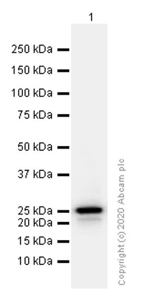 Western blot - Anti-HMG4 antibody [EP2839Y] (ab75782), expandable thumbnail