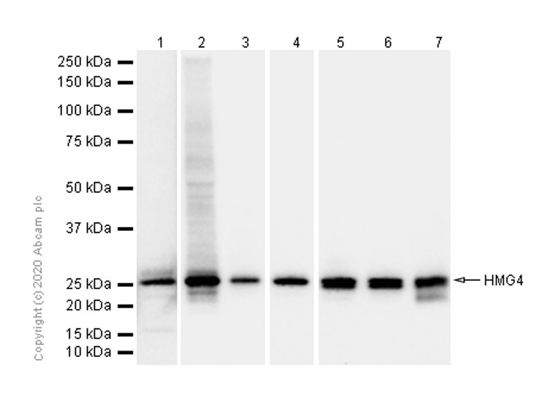 Western blot - Anti-HMG4 antibody [EP2839Y] (AB75782), expandable thumbnail