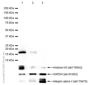 Western blot - Anti-HMGA1 antibody [EPR16649] - BSA and Azide free (AB251363)