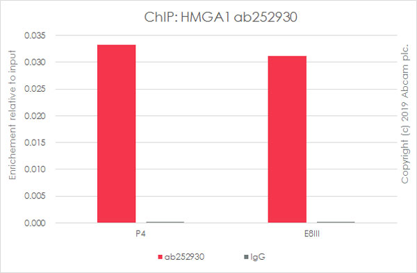 ChIP - Anti-HMGA1 antibody [EPR22421-101] - BSA and Azide free (AB255277), expandable thumbnail