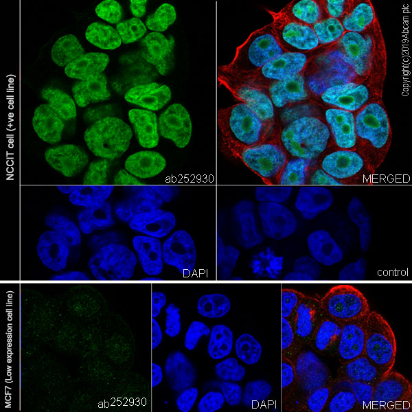 Immunocytochemistry/ Immunofluorescence - Anti-HMGA1 antibody [EPR22421-101] - BSA and Azide free (AB255277), expandable thumbnail