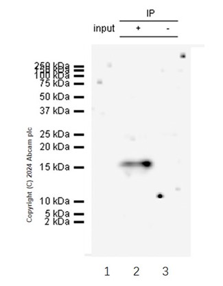 Immunoprecipitation - Anti-HMGA1 antibody [EPR22421-101] - BSA and Azide free (ab255277), expandable thumbnail