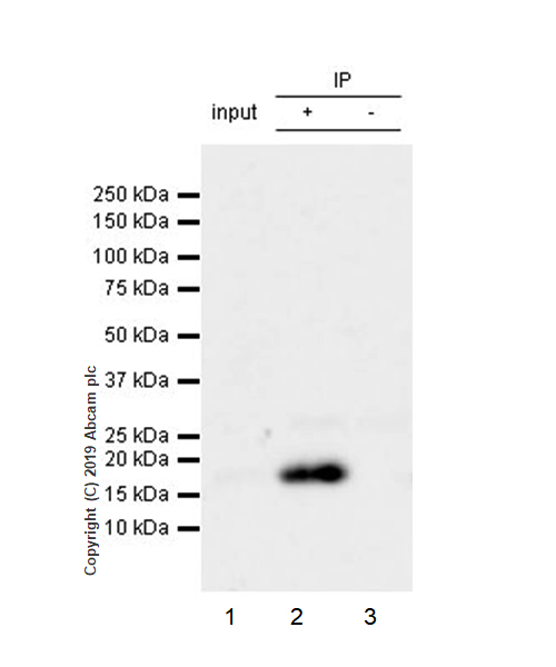 Immunoprecipitation - Anti-HMGA1 antibody [EPR22421-101] - BSA and Azide free (AB255277), expandable thumbnail