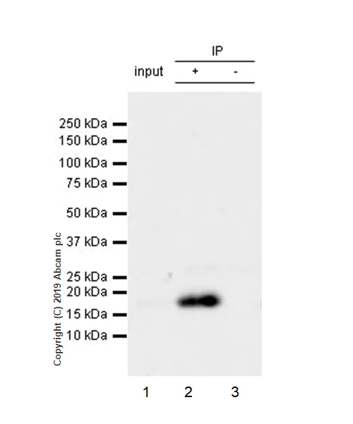 Immunoprecipitation - Anti-HMGA1 antibody [EPR22421-101] - BSA and Azide free (AB255277)