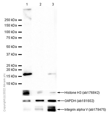 Western blot - Anti-HMGA1 antibody [EPR22421-101] - BSA and Azide free (ab255277), expandable thumbnail