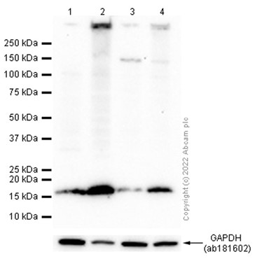 Western blot - Anti-HMGA1 antibody [EPR22421-101] - BSA and Azide free (ab255277), expandable thumbnail