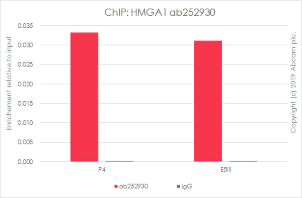 ChIP - Anti-HMGA1 antibody [EPR22421-101] - ChIP Grade (AB252930)