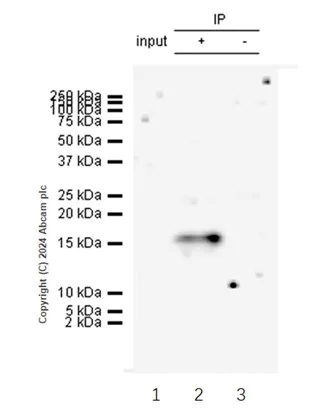 Immunoprecipitation - Anti-HMGA1 antibody [EPR22421-101] - ChIP Grade (AB252930)