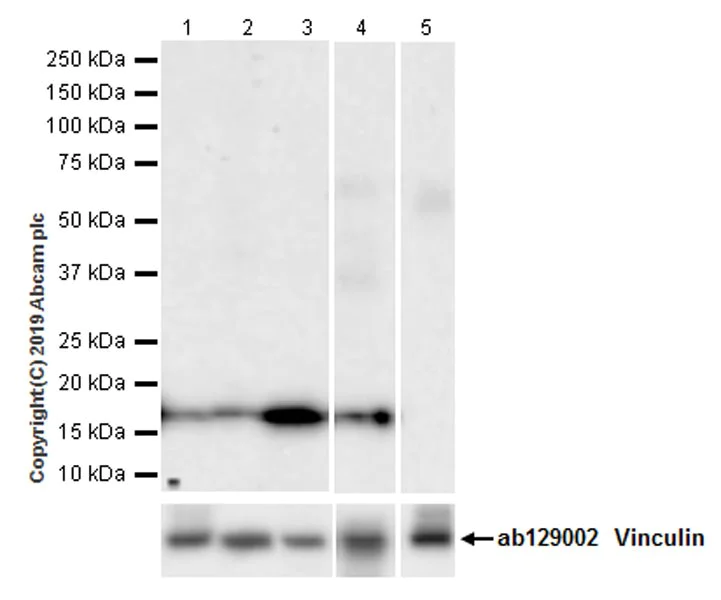 Western blot - Anti-HMGA1 antibody [EPR22421-101] - ChIP Grade (AB252930)