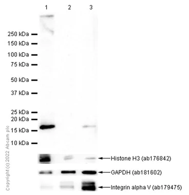 Western blot - Anti-HMGA1 antibody [EPR22421-101] - ChIP Grade (AB252930)
