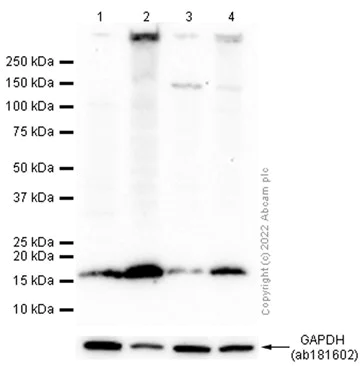Western blot - Anti-HMGA1 antibody [EPR22421-101] - ChIP Grade (AB252930)