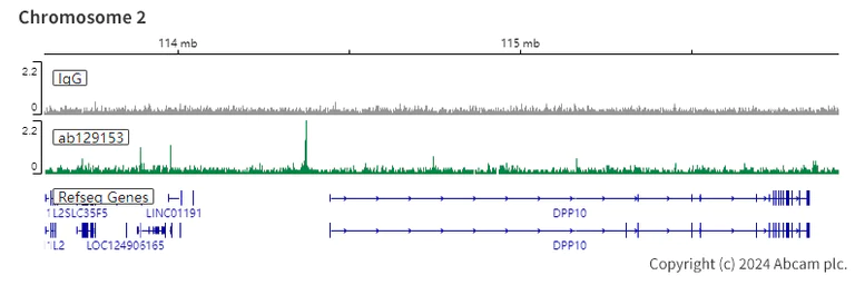 ChIC/CUT&RUN sequencing - Anti-HMGA1 antibody [EPR7839] (AB129153)