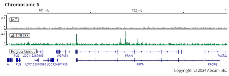 ChIC/CUT&RUN sequencing - Anti-HMGA1 antibody [EPR7839] (AB129153)