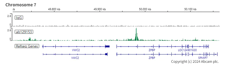 ChIC/CUT&RUN sequencing - Anti-HMGA1 antibody [EPR7839] (AB129153)
