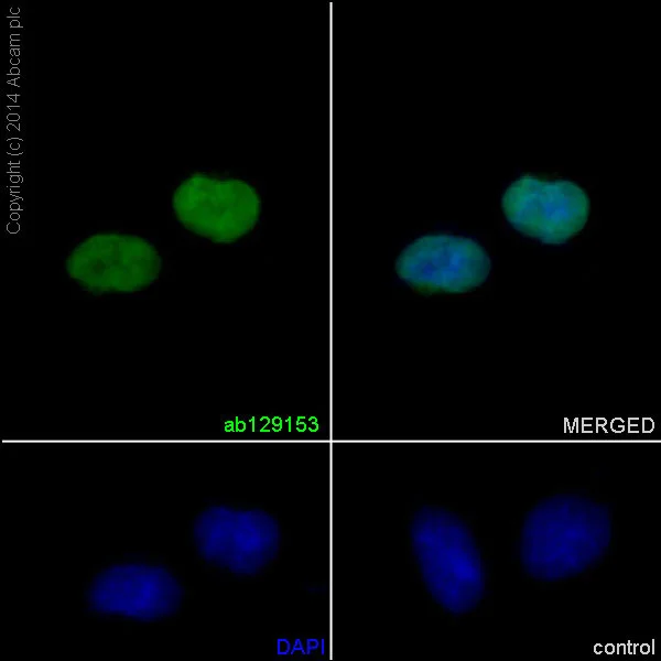 Immunocytochemistry/ Immunofluorescence - Anti-HMGA1 antibody [EPR7839] (AB129153)