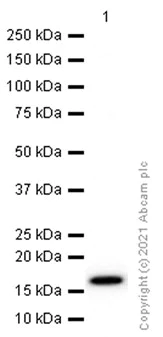 Western blot - Anti-HMGA1 antibody [EPR7839] (AB129153)