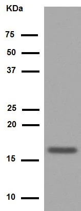 Western blot - Anti-HMGA1 antibody [EPR7839] (AB129153)