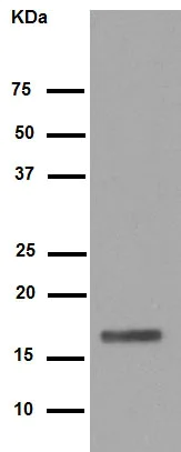 Western blot - Anti-HMGA1 antibody [EPR7839] (AB129153)