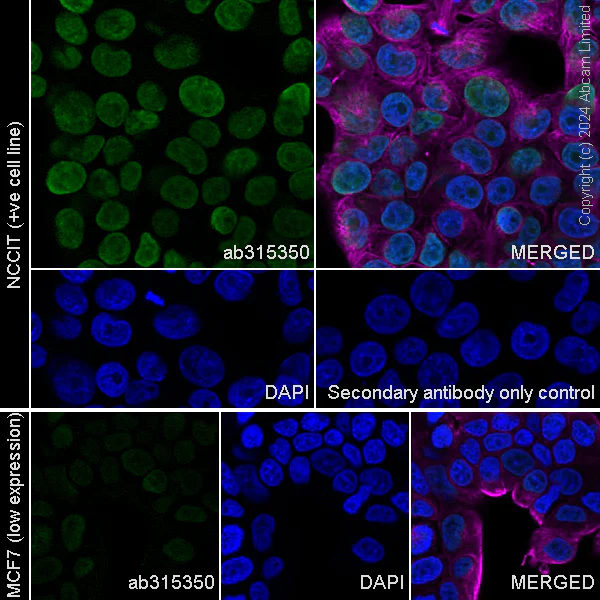 Immunocytochemistry/ Immunofluorescence - Anti-HMGA1 antibody [RM1061] - BSA and Azide free (AB315351)