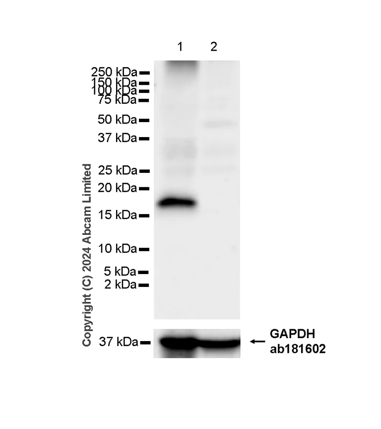 Western blot - Anti-HMGA1 antibody [RM1061] - BSA and Azide free (AB315351)