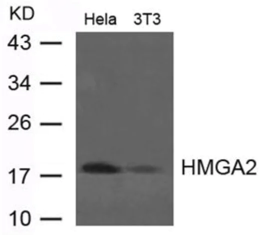 Western blot - Anti-HMGA2 antibody (AB273014)