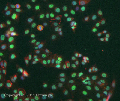Immunocytochemistry/ Immunofluorescence - Anti-HMGA2 antibody (AB97276)