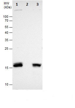 Immunoprecipitation - Anti-HMGA2 antibody (ab97276), expandable thumbnail
