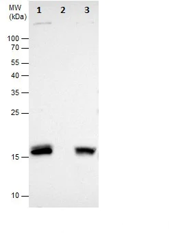Immunoprecipitation - Anti-HMGA2 antibody (AB97276)