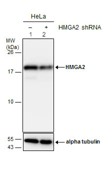 Western blot - Anti-HMGA2 antibody (AB97276)
