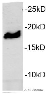 Western blot - Anti-HMGA2 antibody (AB97276), expandable thumbnail