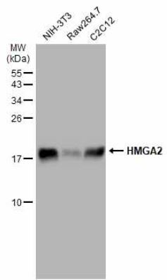Western blot - Anti-HMGA2 antibody (AB97276), expandable thumbnail