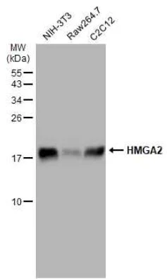 Western blot - Anti-HMGA2 antibody (AB97276)