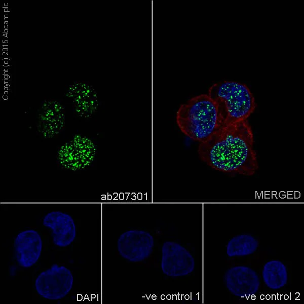 Immunocytochemistry/ Immunofluorescence - Anti-HMGA2 antibody [EPR18114] - BSA and Azide free (AB251468)