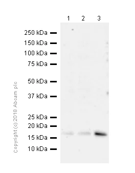 Western blot - Anti-HMGA2 antibody [EPR18114] - BSA and Azide free (AB251468)
