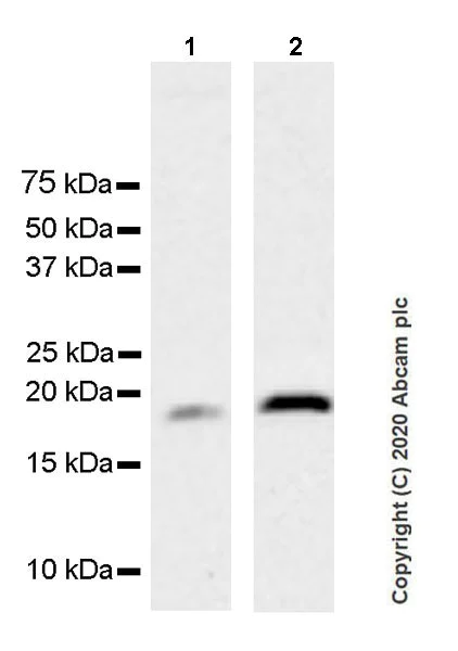 Western blot - Anti-HMGA2 antibody [EPR23215-46] (AB246513)