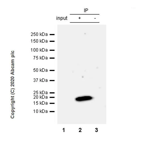 Immunoprecipitation - Anti-HMGA2 antibody [EPR23215-46] - BSA and Azide free (AB273503)