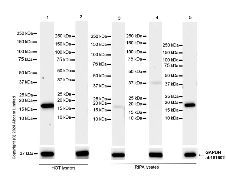 Western blot - Anti-HMGA2 antibody [EPR29217-93] - BSA and Azide free (AB319058)