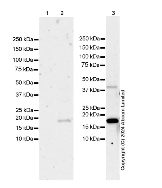 Western blot - Anti-HMGA2 antibody [EPR29217-93] - BSA and Azide free (AB319058)