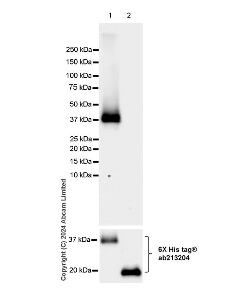 Western blot - Anti-HMGA2 antibody [EPR29217-93] - BSA and Azide free (AB319058)