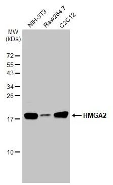 Western blot - Anti-HMGA2 antibody [HL1936] (AB308208), expandable thumbnail
