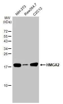Western blot - Anti-HMGA2 antibody [HL1936] (AB308208)